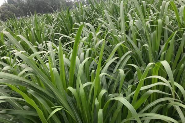 金牧粮草一亩成本多少，用多少公斤种子