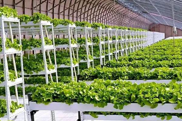 种植大棚蔬菜会亏本吗,前景怎么样