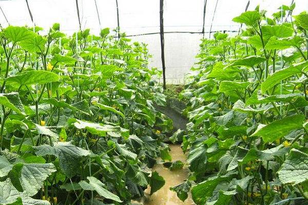 种植大棚蔬菜会亏本吗,前景怎么样