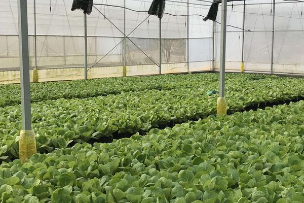 种植大棚蔬菜会亏本吗,前景怎么样