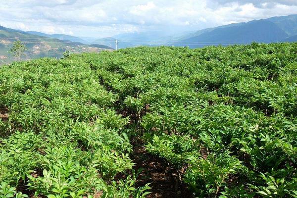种植魔芋每亩投资多少，一亩需要多少种子
