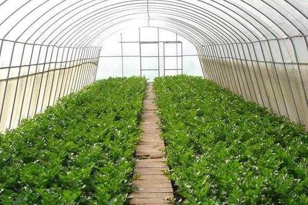 种植大棚蔬菜会亏本吗,前景怎么样