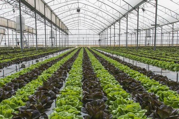 种植大棚蔬菜会亏本吗,前景怎么样