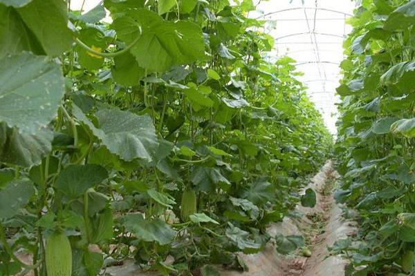 种植大棚蔬菜会亏本吗,前景怎么样