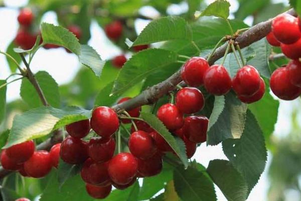 车厘子树苗适合哪里种,南方北方均可以种吗