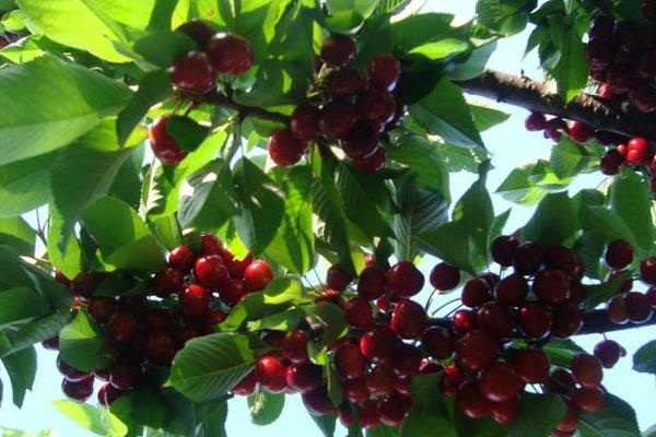 车厘子树苗适合哪里种,南方北方均可以种吗