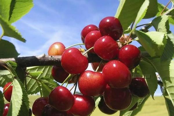 车厘子树苗适合哪里种,南方北方均可以种吗