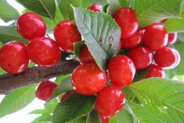 车厘子树苗适合哪里种,南方北方均可以种吗