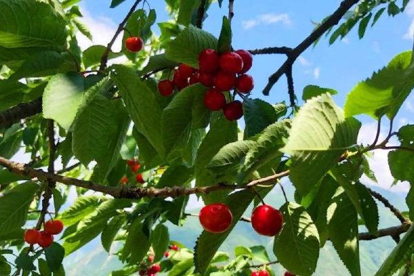 车厘子树苗适合哪里种,南方北方均可以种吗