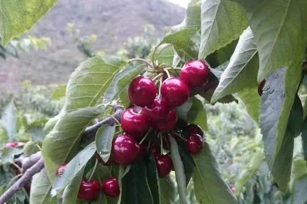 车厘子树苗适合哪里种,南方北方均可以种吗