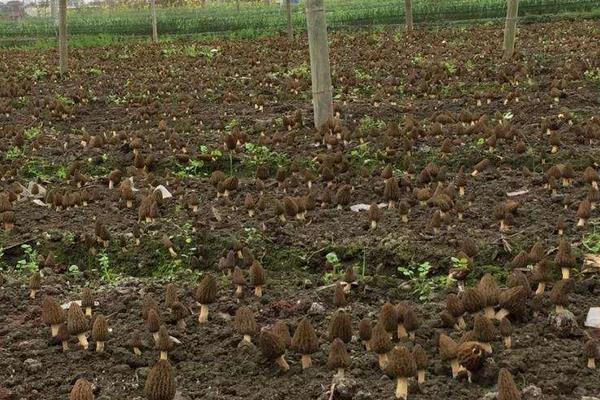 羊肚菌是否越小越贵,市场价多少钱一斤