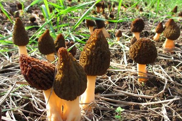 羊肚菌是否越小越贵,市场价多少钱一斤