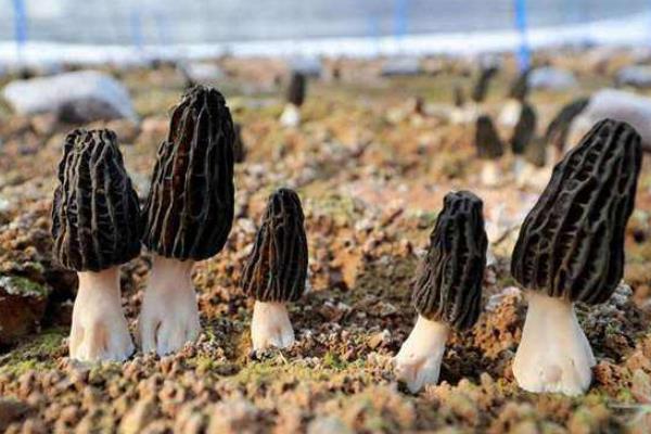 羊肚菌是否越小越贵,市场价多少钱一斤