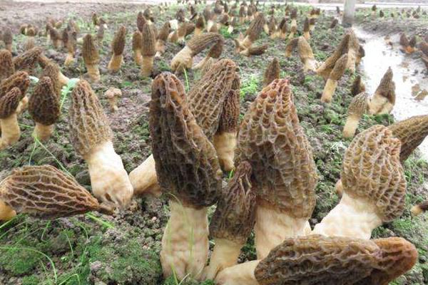 羊肚菌是否越小越贵,市场价多少钱一斤