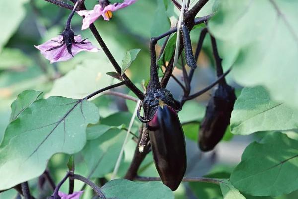 嫁接茄子技术,附操作流程