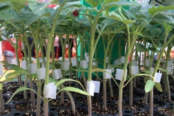 嫁接茄子技术,附操作流程