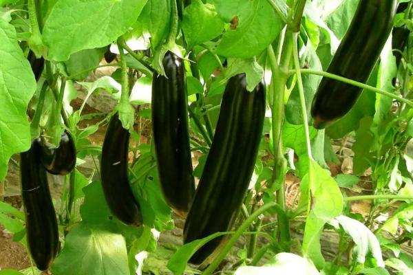 嫁接茄子技术,附操作流程