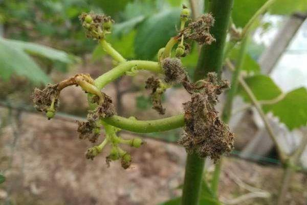 葡萄用药周期表,附常见病及对应用药