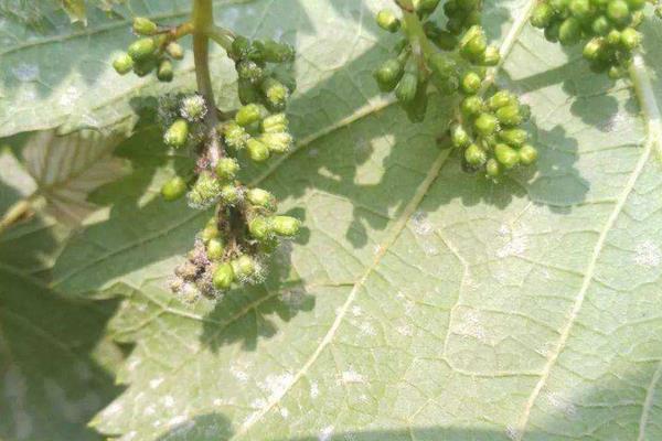 葡萄用药周期表,附常见病及对应用药