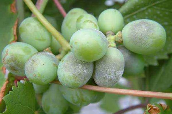 葡萄用药周期表,附常见病及对应用药