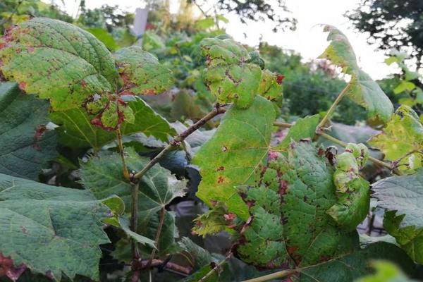 葡萄用药周期表,附常见病及对应用药