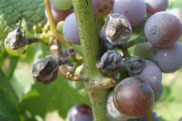 葡萄用药周期表,附常见病及对应用药