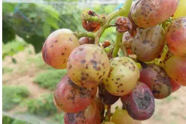 葡萄用药周期表,附常见病及对应用药