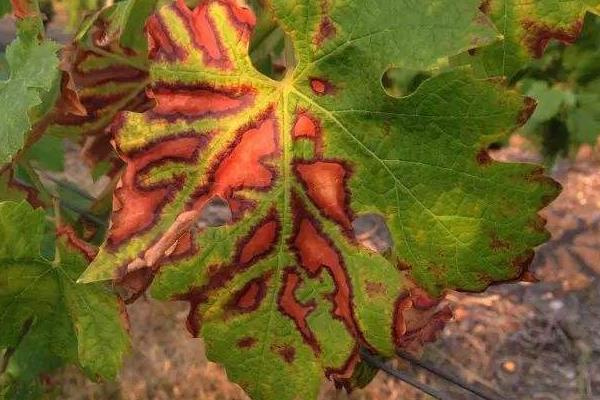 葡萄用药周期表,附常见病及对应用药