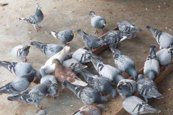 除鸽虱简单的方法,有哪些土方法