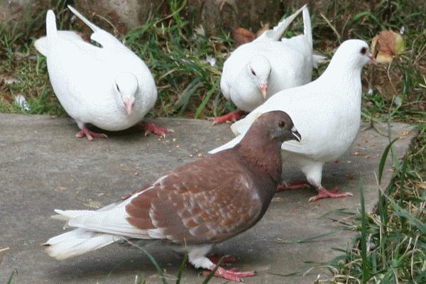除鸽虱简单的方法,有哪些土方法