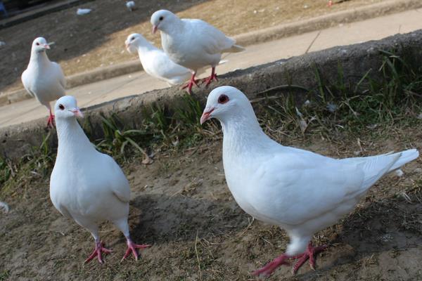 除鸽虱简单的方法,有哪些土方法