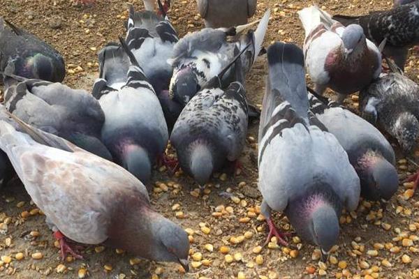 除鸽虱简单的方法,有哪些土方法