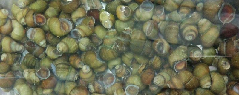 田螺养殖一亩产多少斤 田螺养殖成本和利润分析