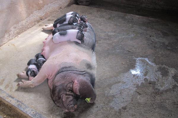 母猪饲料配方,妊娠期、哺乳期及产后饲料搭配