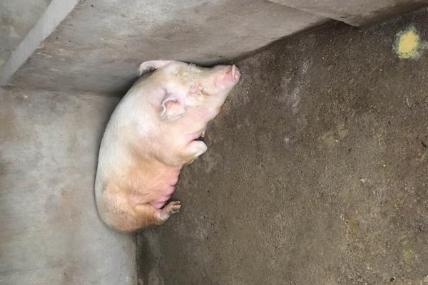 母猪饲料配方,妊娠期、哺乳期及产后饲料搭配