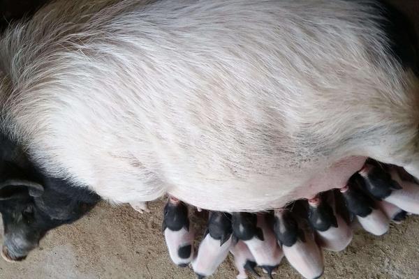 母猪饲料配方,妊娠期、哺乳期及产后饲料搭配