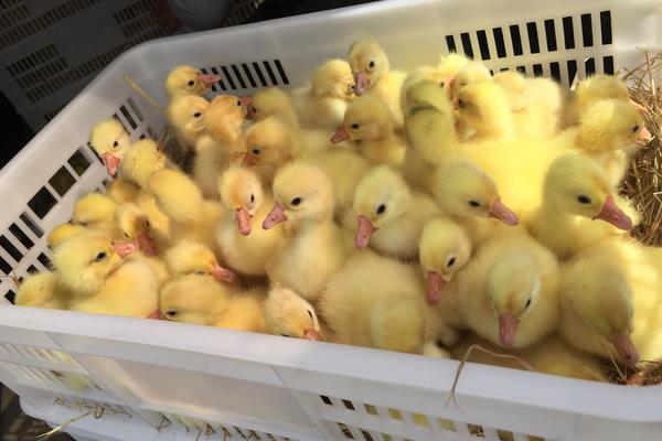 哪里有鹅苗批发,大量购买还需学会挑选好鹅苗