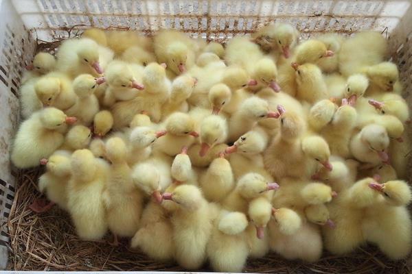 哪里有鹅苗批发,大量购买还需学会挑选好鹅苗