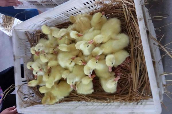 哪里有鹅苗批发,大量购买还需学会挑选好鹅苗