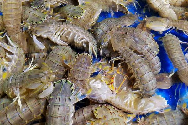 皮皮虾养殖条件,水源水质是关键,水温控制好生长才更快