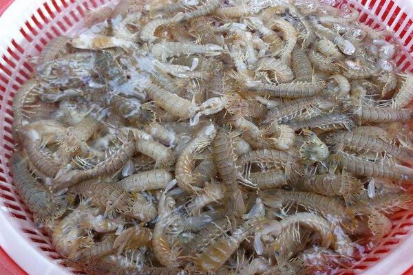 皮皮虾养殖条件,水源水质是关键,水温控制好生长才更快