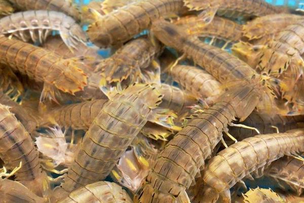 皮皮虾养殖条件,水源水质是关键,水温控制好生长才更快