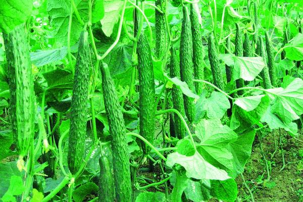 黄瓜产量怎么提高?掌握好这四个方法能显著提高黄瓜种植效益