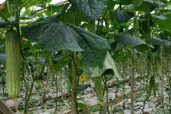 掌握这四个,提高黄瓜的种植效益