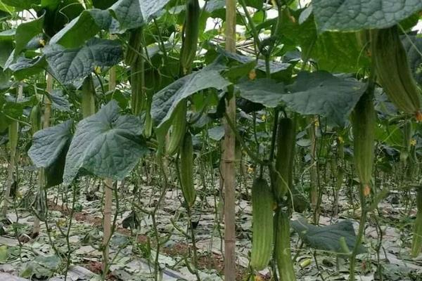 掌握这四个,提高黄瓜的种植效益