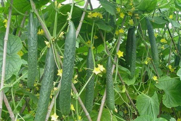 掌握这四个,提高黄瓜的种植效益