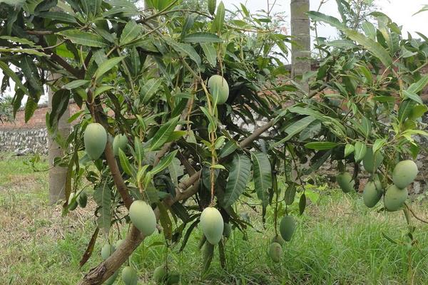4招显著提高芒果座果率,迅速提升芒果市场销量