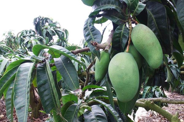 4招显著提高芒果座果率,迅速提升芒果市场销量