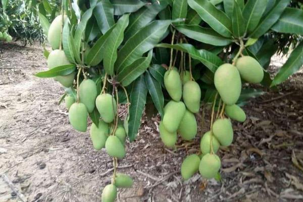 4招显著提高芒果座果率,迅速提升芒果市场销量