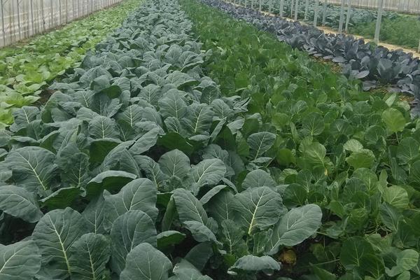 怎么种出没有污染的绿色蔬菜？科学施肥是关键